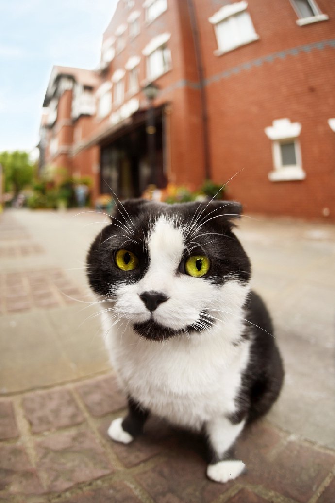 一组猫咪外景图片