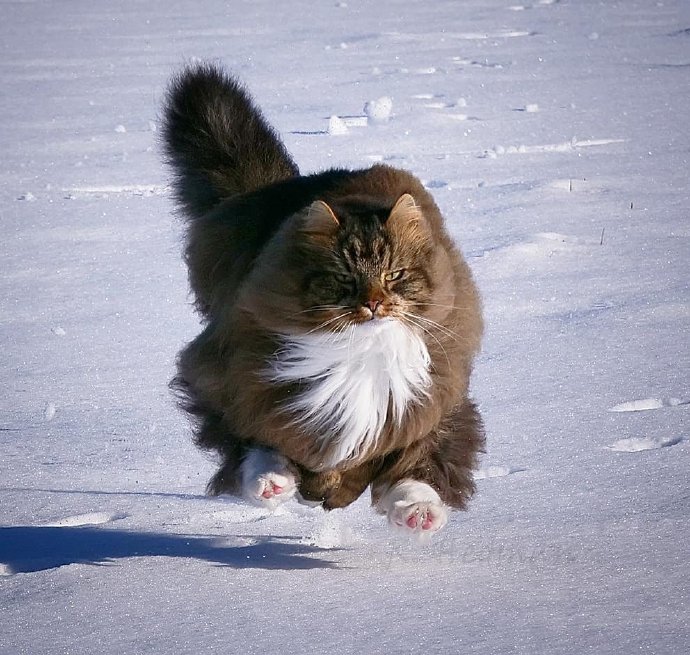 在雪地里飞驰的西伯利亚森林猫图片