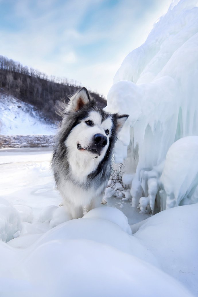 冰雪上的阿拉斯加狗狗图片