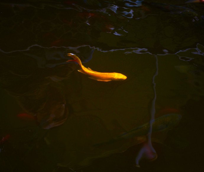美妙的池中锦鲤图片