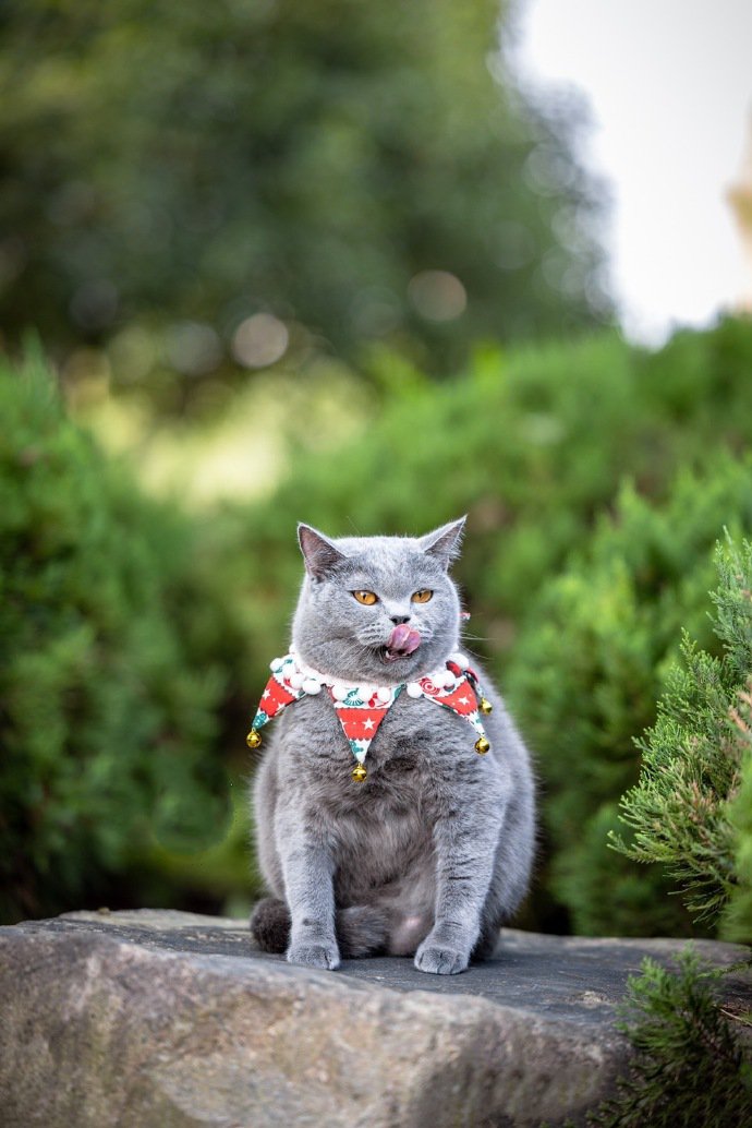 银杏树下的英短蓝猫摄影图片