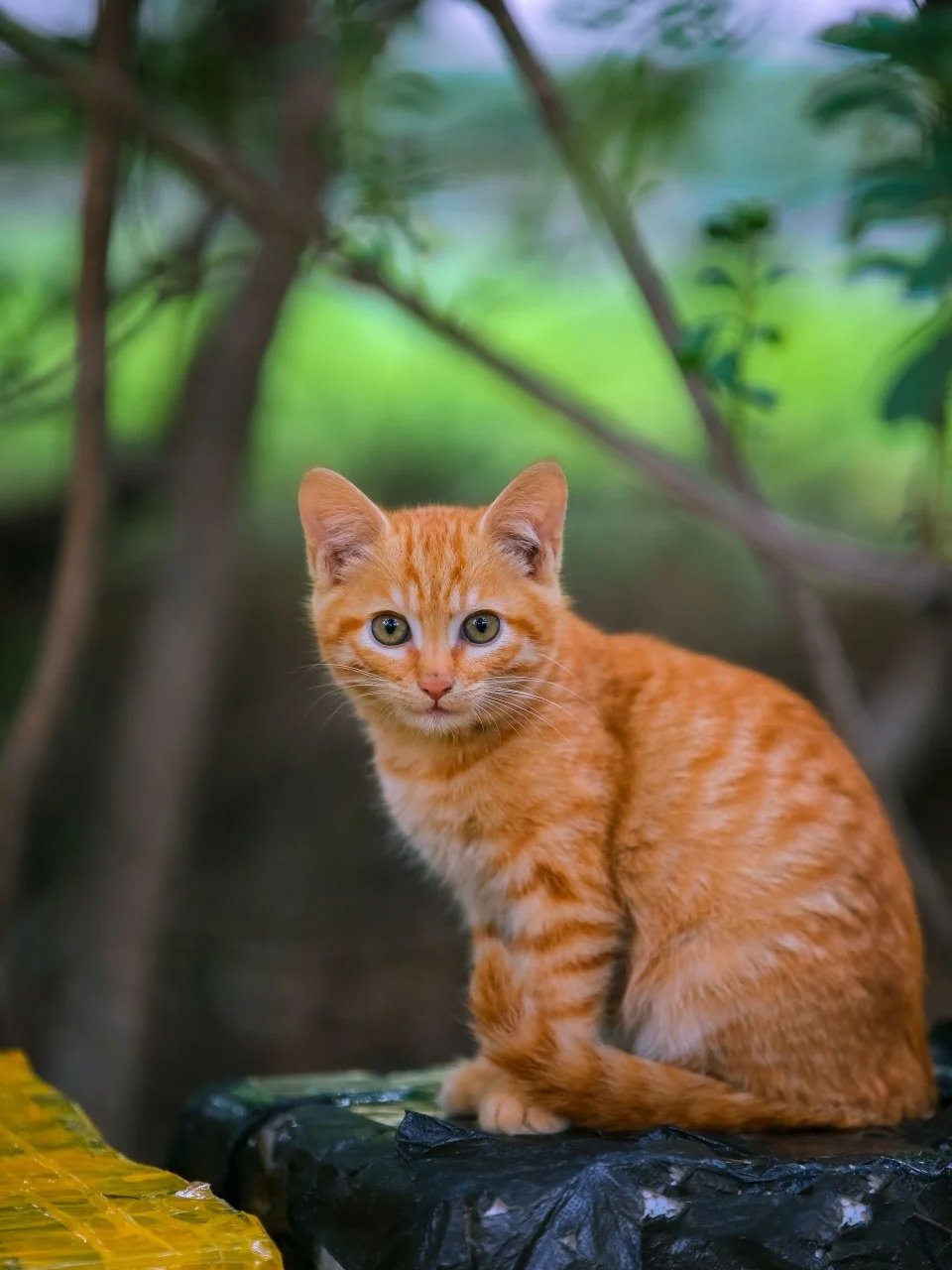 树林里机灵颜色纯正的小橘和大橘猫咪母子俩