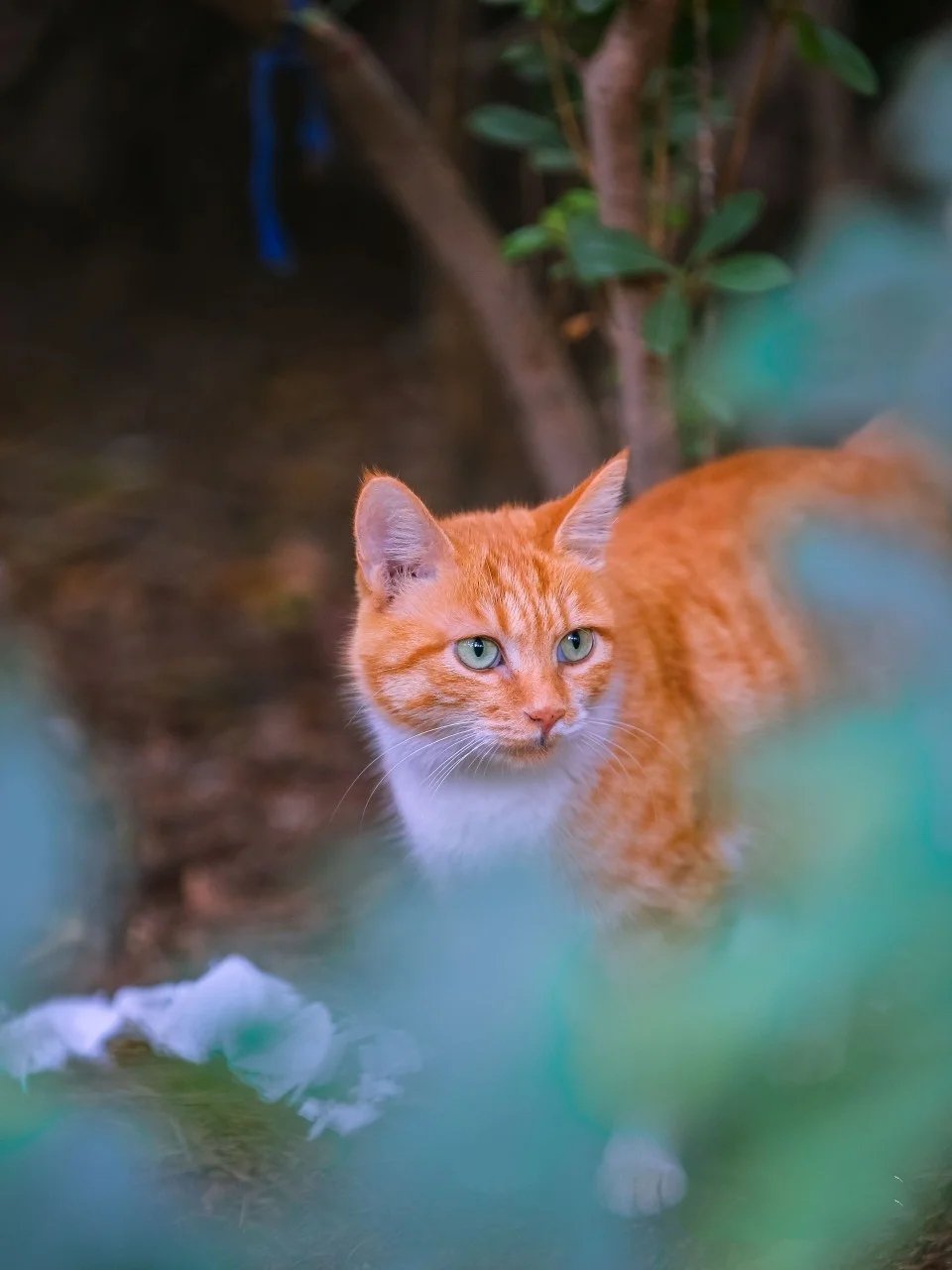 树林里机灵颜色纯正的小橘和大橘猫咪母子俩