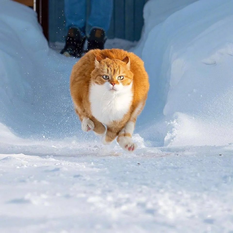 一组威武霸气在雪地疯狂奔跑的橘猫图片