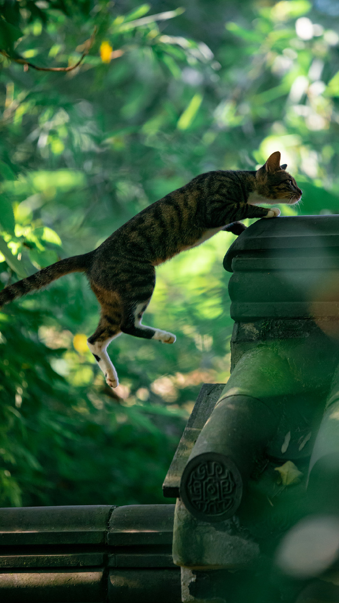 一组清凉的猫影壁纸图片