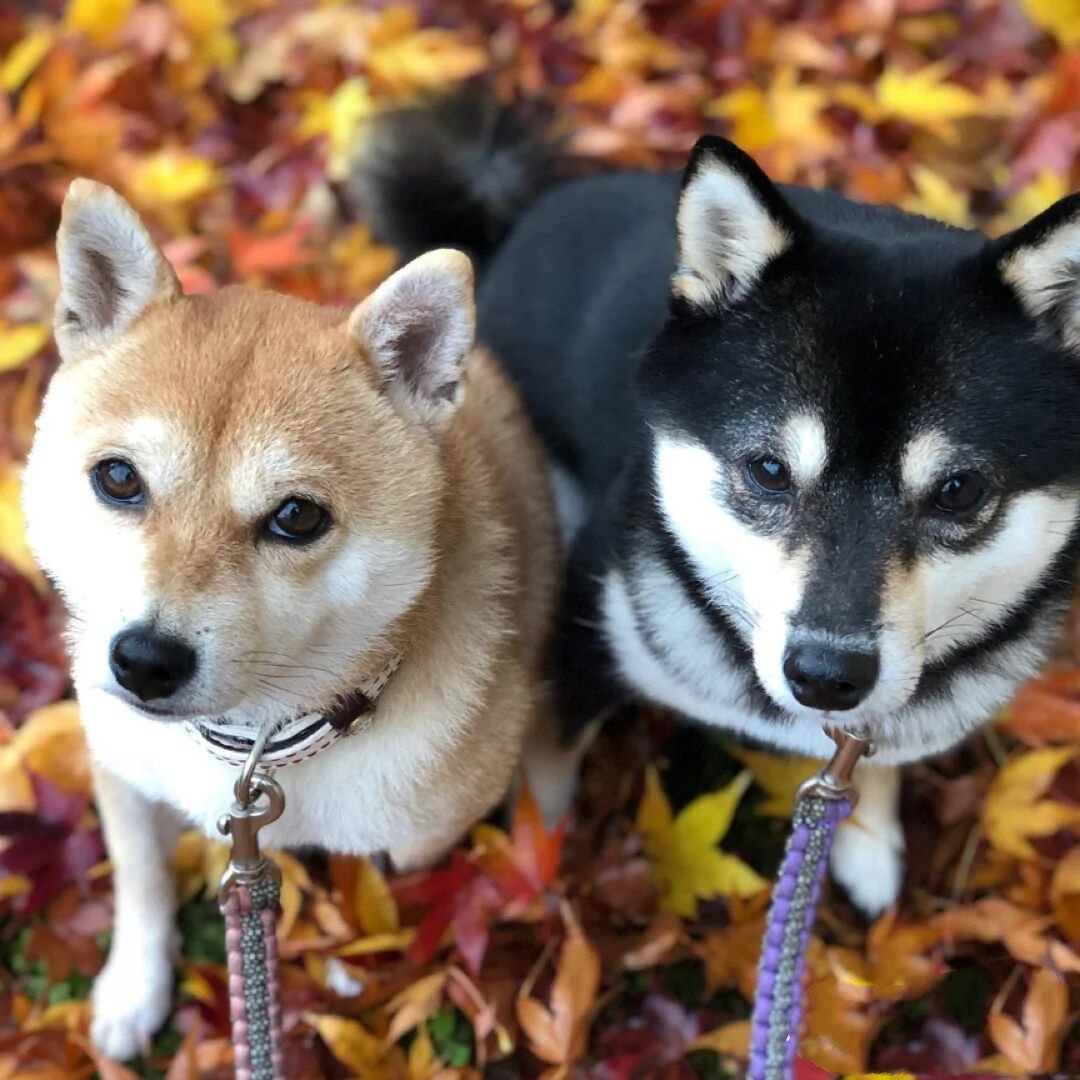 两只和谐的萌萌柴犬图片