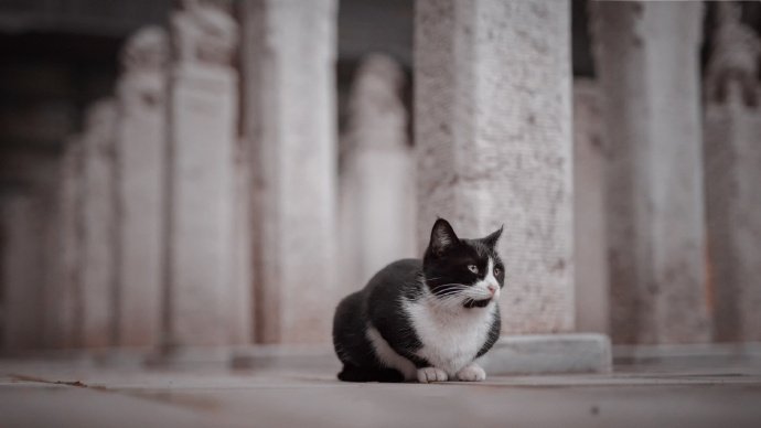 一只风华正茂的可爱猫