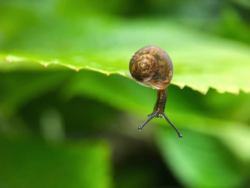 蜗牛妈妈带小蜗牛旅行世界的图片