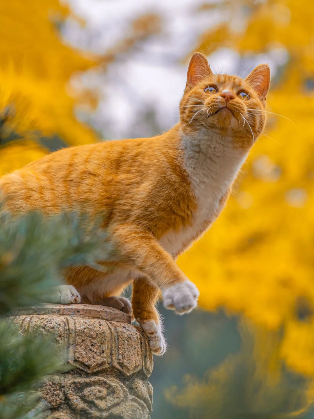 苏州西园寺里与墙面颜色相映的橘猫图片