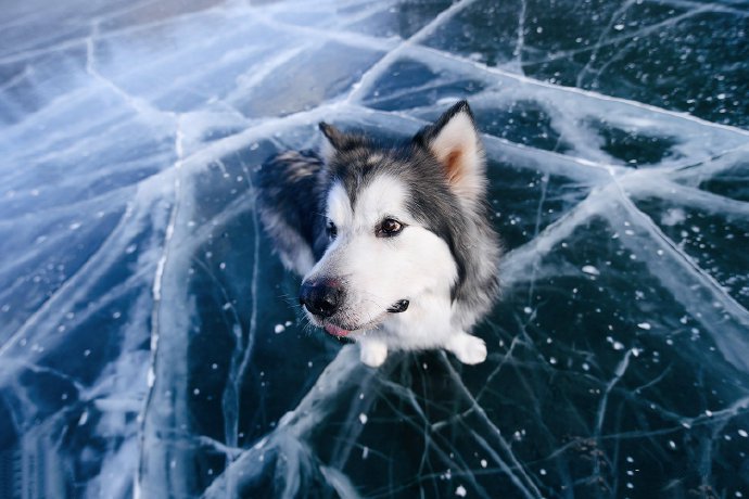 冰雪上的阿拉斯加狗狗圖片