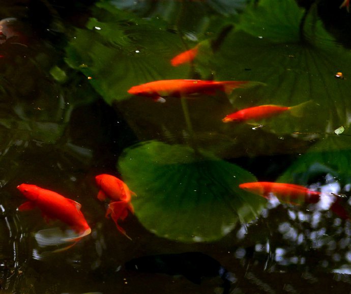 碧荷水中映，红鱼叶上游