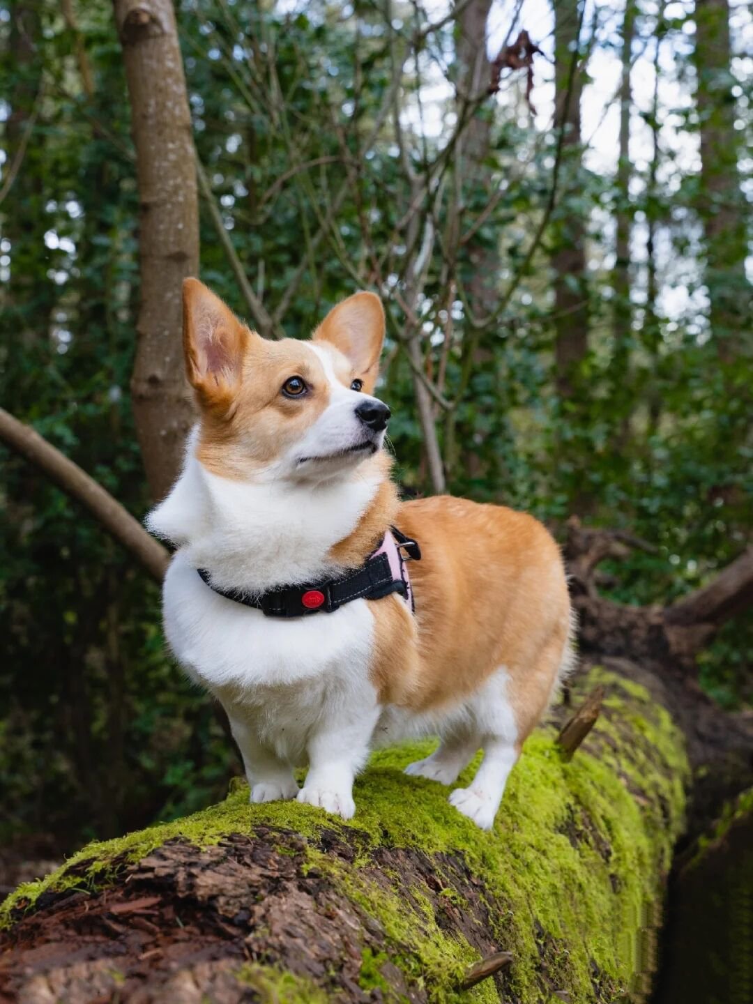 在林间凹造型的柯基犬图片