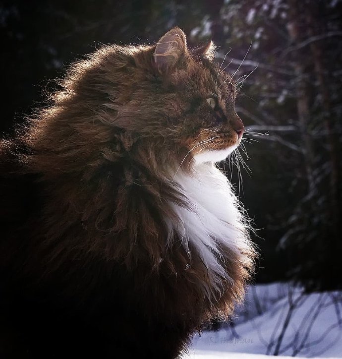 在雪地里飞驰的西伯利亚森林猫图片