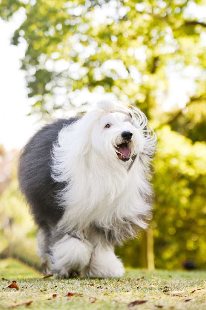 毛發(fā)飄逸的古牧犬