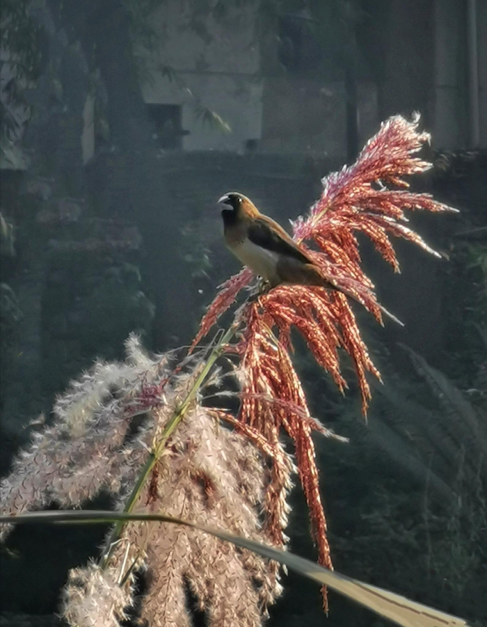 一组芦苇花上的小鸟图片