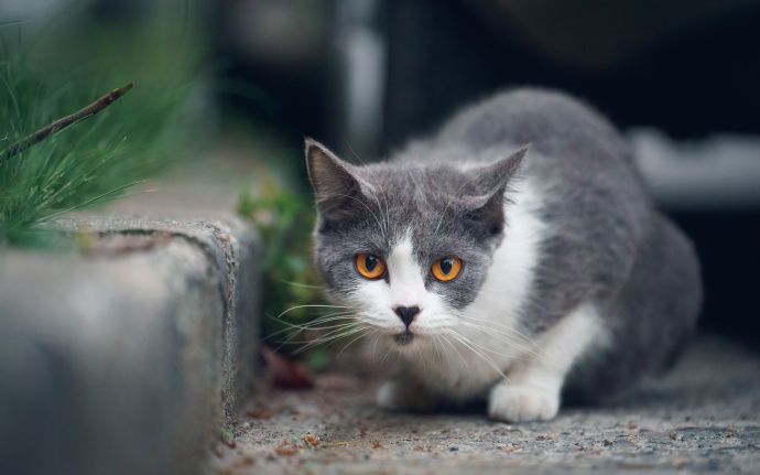 胆小警惕的野外猫咪