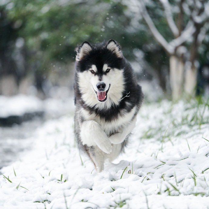 雪地里玩耍的阿拉斯加图片