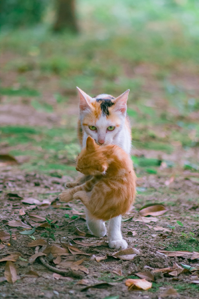 一组猫妈妈与猫宝宝相伴相随的图片