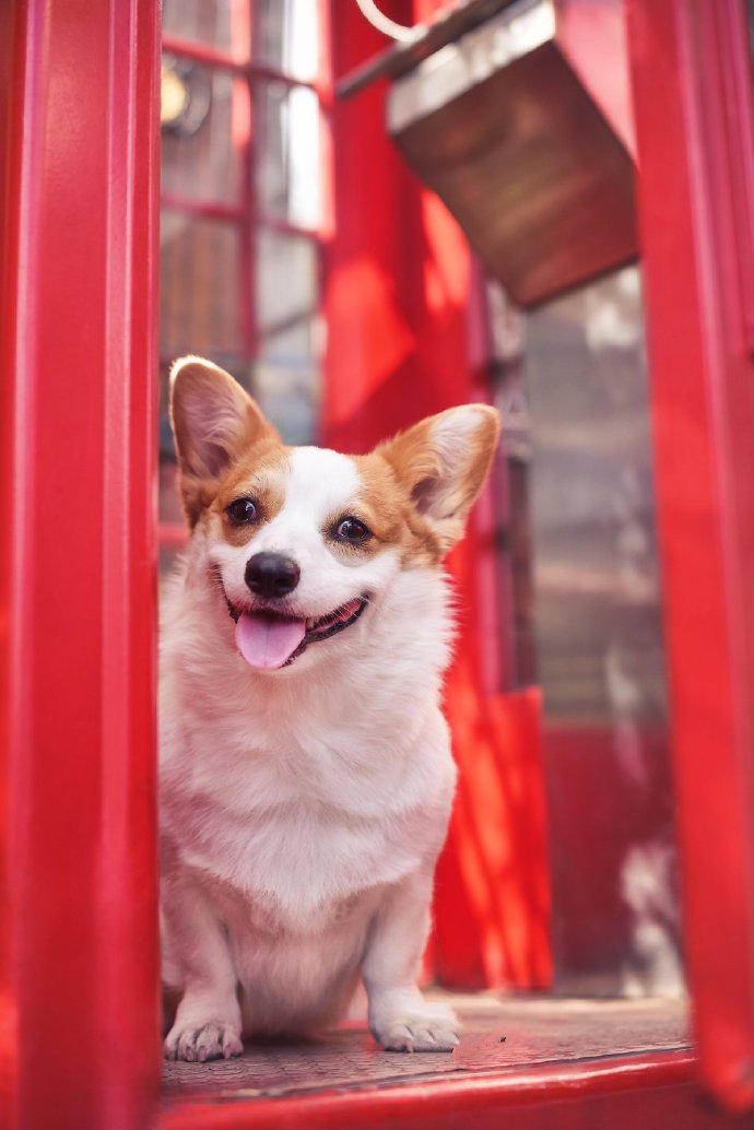 一只超爱笑的柯基犬图片