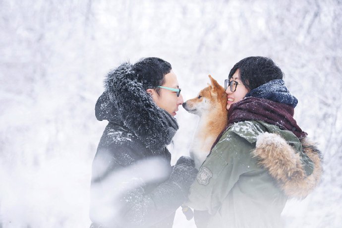 冬日雪景里的柴犬图片