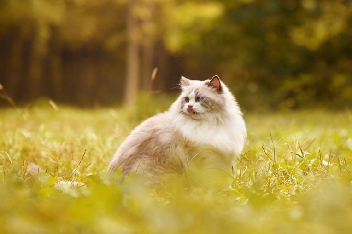 秋天里的布偶猫图片