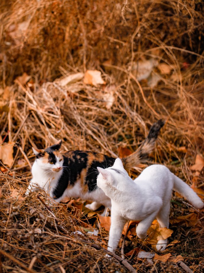 秋天草地上的猫咪图片