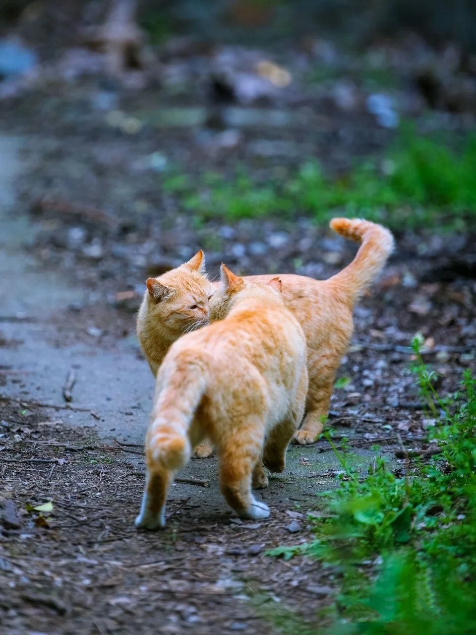 一山不容二虎的大黄小黄两只橘猫图片