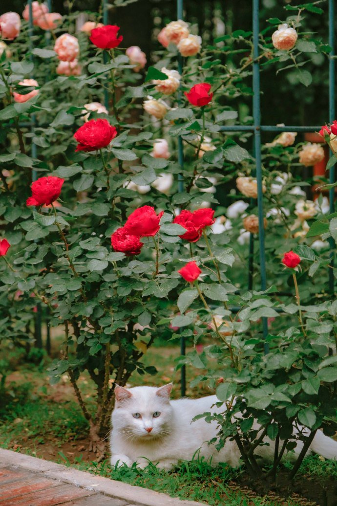 玫瑰花庭院里的白色猫咪