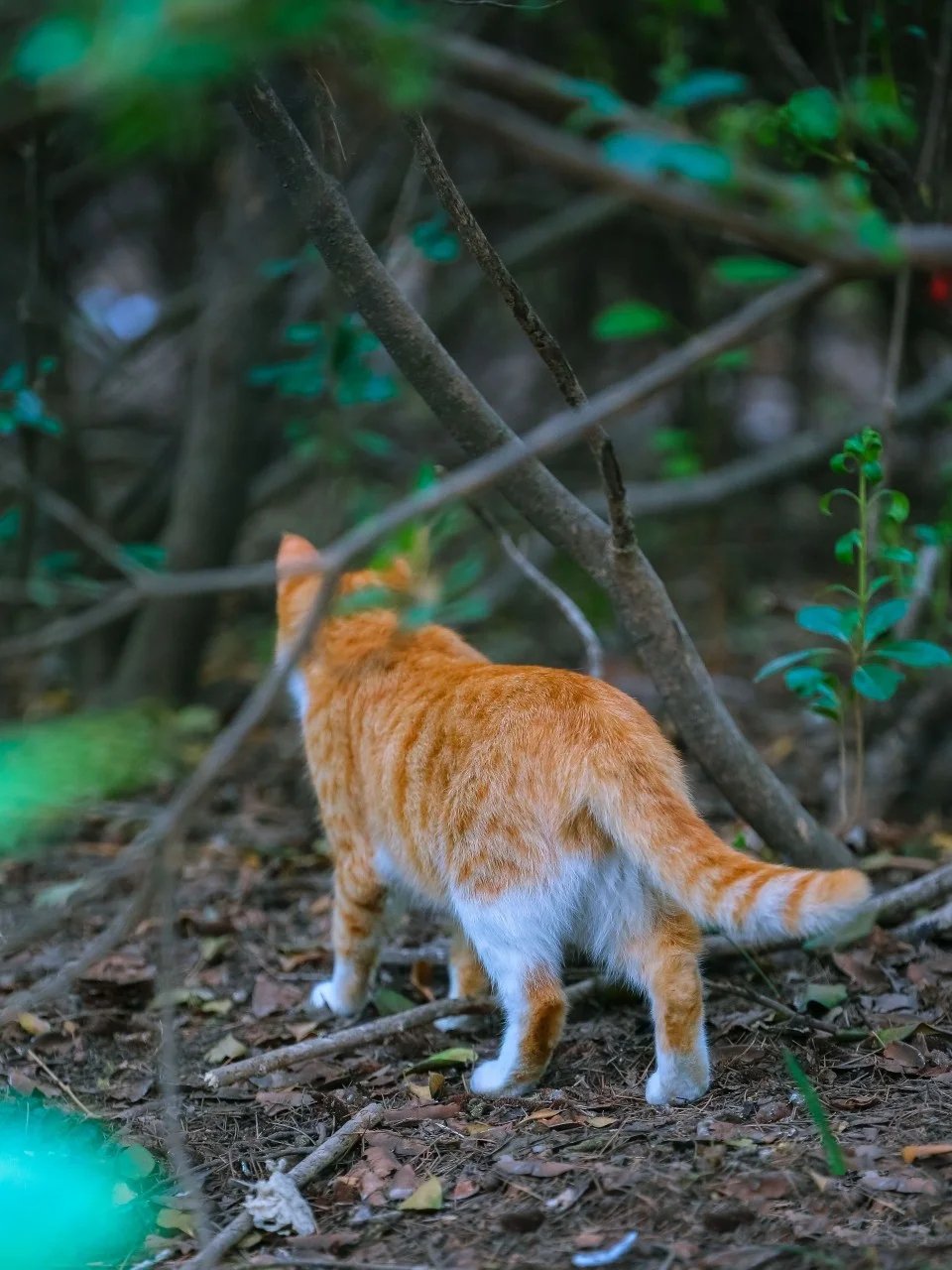 树林里机灵颜色纯正的小橘和大橘猫咪母子俩