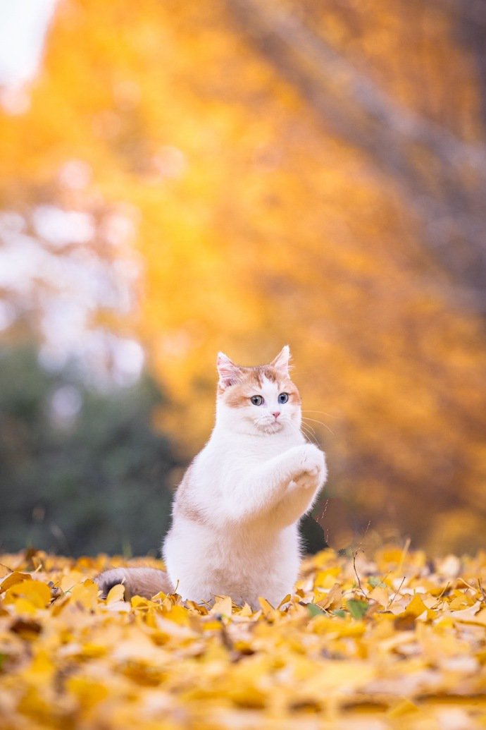 举手投足都萌萌哒的小猫咪图片