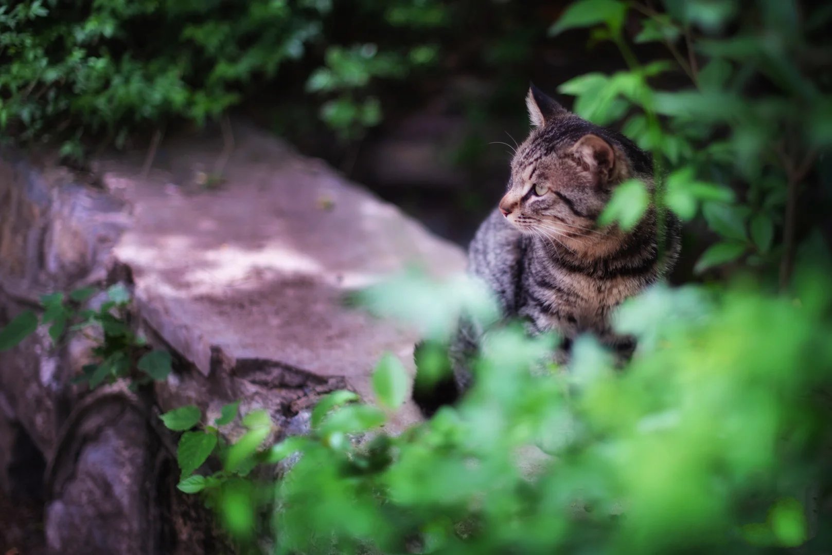 一组神态非常自然的猫咪随拍图片