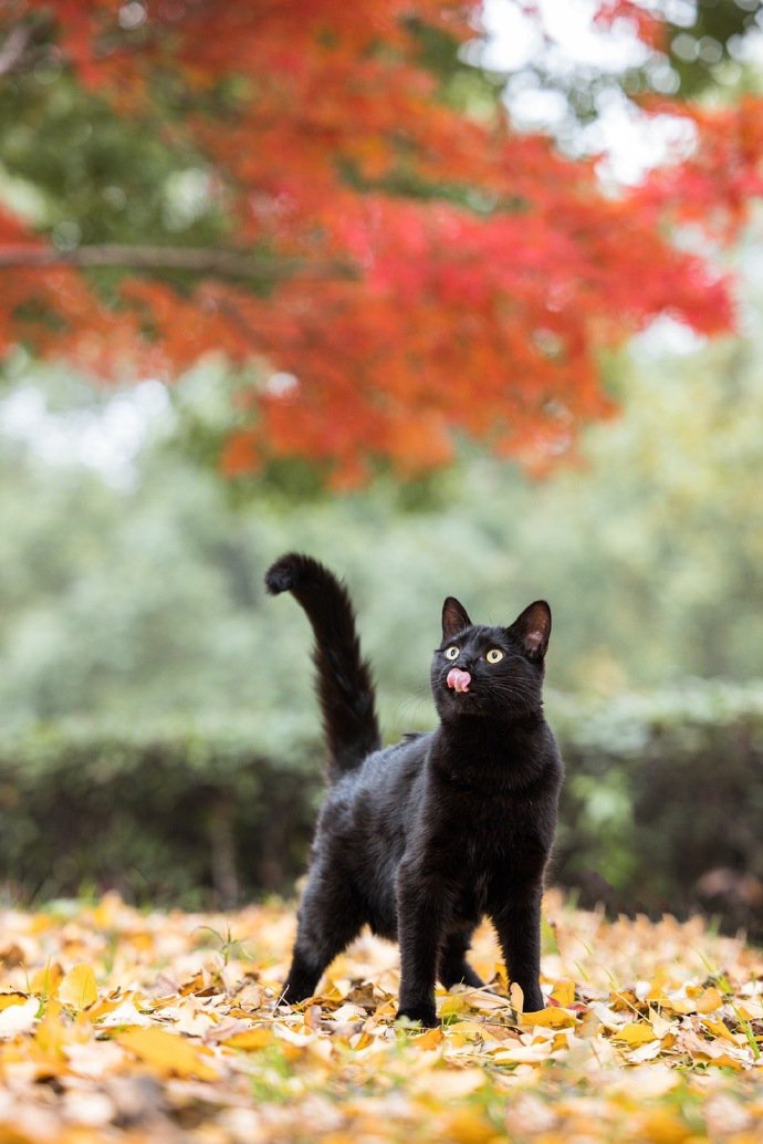 一组威武霸气的黑猫图片