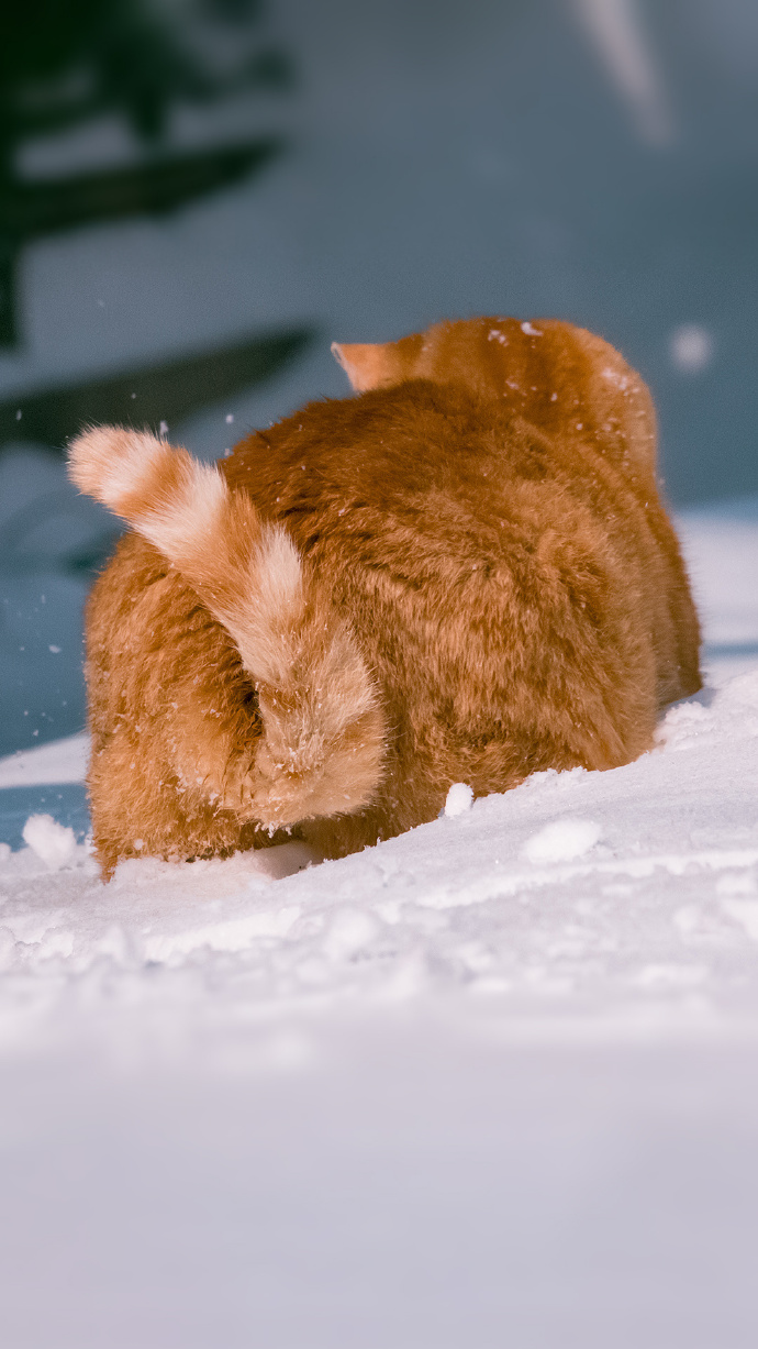 一组橘猫戏雪图片