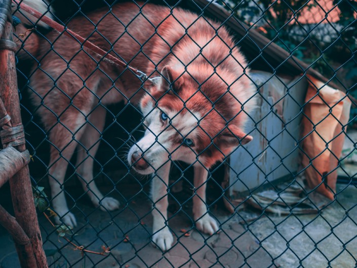 去网纹，快速高效的去除图中挡住动物的铁丝网