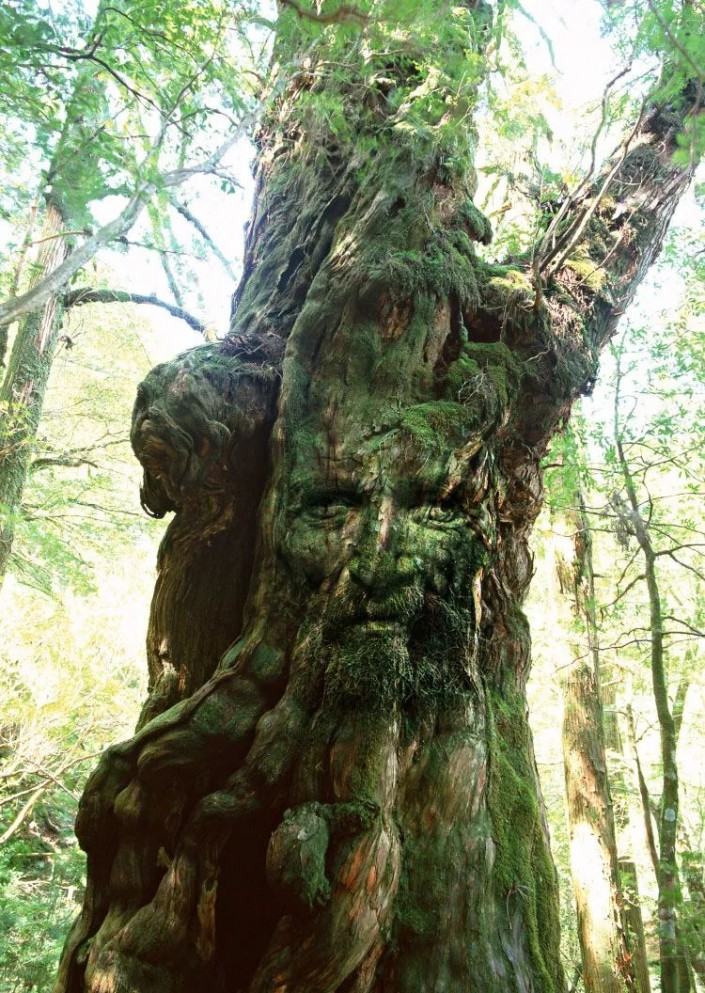 創(chuàng)意合成，合成一張老人與樹在一起的奇幻場(chǎng)景