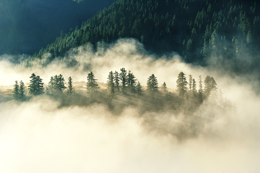 森林风景，LR+PS调晨雾松林风景照片实例