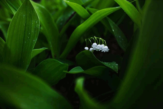 花朵绘制，用PS设计绚丽光影花朵图案