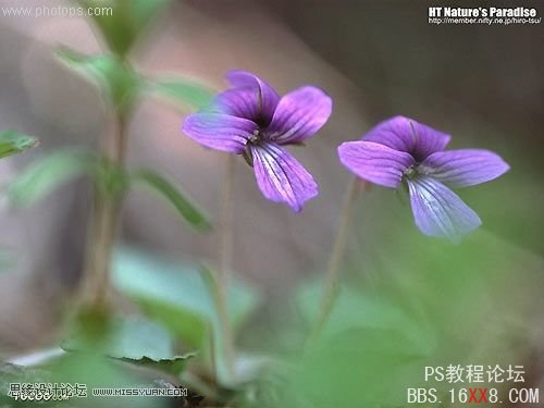 Photoshop巧用濾鏡制作滴墨成花動(dòng)畫(huà),PS教程,思緣教程網(wǎng)