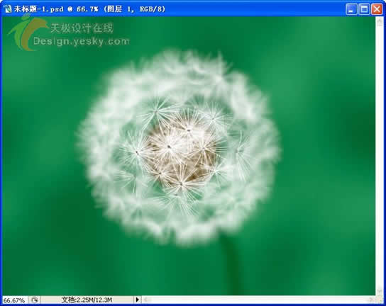Photoshop绘制绿色原野上的蒲公英