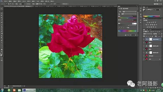 工具運用，用PS給顏色溢出嚴重的紅色月季花校正顏色