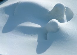 皑皑的雪地图片(10张)