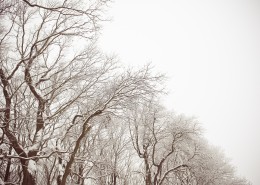 大自然的雪圖片(15張)