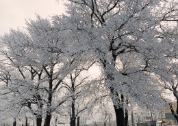 寒冬的冰雪景色圖片(9張)