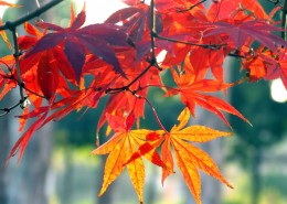 紅紅的楓葉圖片(15張)