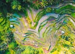 广阔唯美的水稻梯田风景图片(28张)