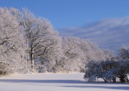 冬季唯美的森林雪景图片(16张)