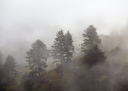 霧氣彌漫的森林圖片(13張)