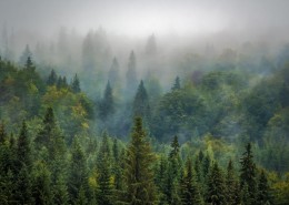 霧氣繚繞的森林圖片(10張)