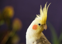 橙色臉頰的玄鳳鸚鵡圖片(18張)