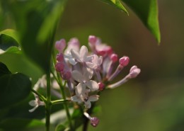 淡雅丁香花图片(10张)